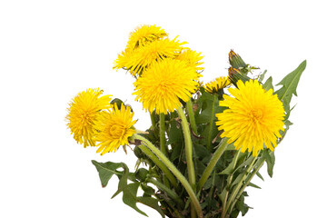 Dandelions isolated
