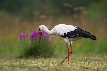 white stork Ciconia ciconia walking among green meadow Poland Europe