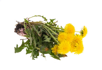 Fototapeta premium Dandelions isolated