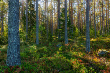 Obraz premium Pine tree forest landscape. Forest therapyand stress relief.