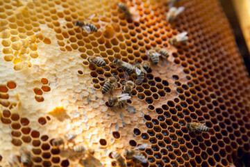 Working bees on the yellow honeycomb with sweet honey..