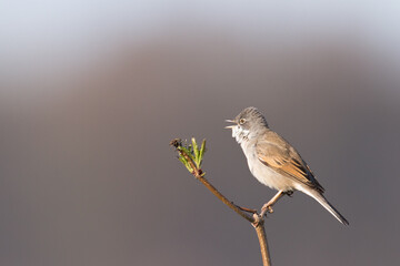 Bird Whitethroat Sylvia communis male Poland, Europe
