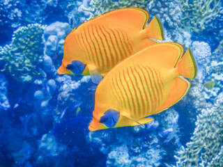 two mask butterfly fish close to each other in blue water