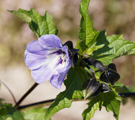 Nicandra physalodes | Apple-of-Peru or shoo-fly plant with attractive bell-shaped and flower buds...