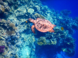 young green sea turtle hovering at the coral reef