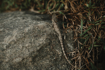 Lizard on a stone in Sri Lanka. 