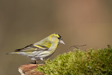 Bird Siskin Carduelis spinus male, small yellow bird, winter time in Poland Europe