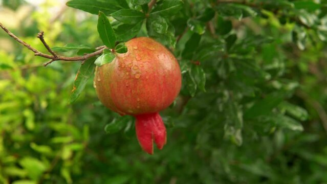 Blooming tree with red zizyphus fruits. Red bright zizyphus fruits. 