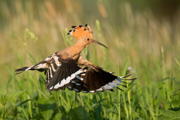 Bird Hoopoe Upupa epops, summer time in Poland Europe flying bird	