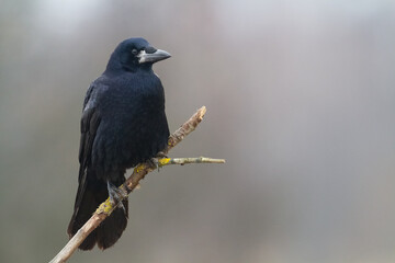 Bird Rook corvus frugilegus landing, black bird in winter time, Poland Europe