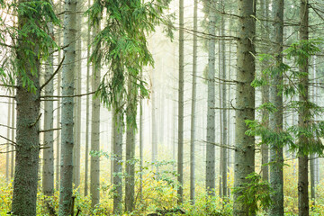 Fototapeta na wymiar Misty autumn forest. autumn in misty forest. Morning fog in autumn forest Poland Europe, Knyszyn Primeval Forest, birch trees, spruce trees, pine trees
