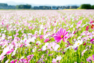 一本だけ大きく伸びたコスモスと広大なコスモス畑