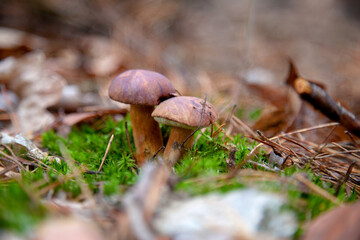 Double mushroom imleria badia commonly known as the bay bolete or boletus badius growing in pine tree forest..