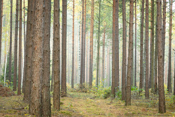 Misty autumn forest. autumn in misty forest. Morning fog in autumn forest Poland Europe,	Knyszyn Primeval Forest, birch trees, spruce trees, pine trees