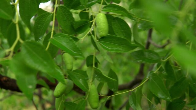 Unripe green fruits on the zizyphus tree.