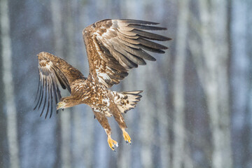 Majestic predator White-tailed eagle, Haliaeetus albicilla in Poland wild nature	