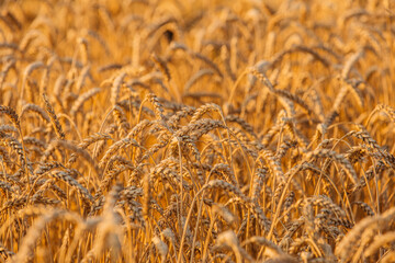 Close up of ripe wheat ears. Beautiful backdrop of ripening ears of golden field.