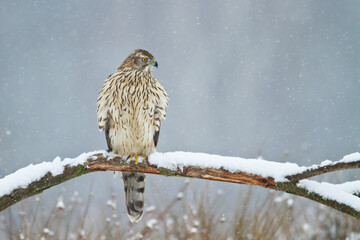 Birds of prey Goshawk Accipiter gentilis juvenile bird hunting time Poland Europe juvenile bird sitting on the branch