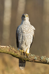 Birds of prey Goshawk Accipiter gentilis juvenile bird hunting time Poland Europe adult male bird sitting on the branch