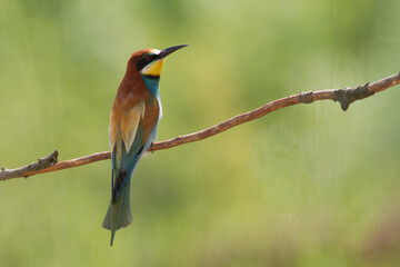 European Bee-Eater Merops apiaster perched on Branch near Breeding Colony. Wildlife scene of Nature in Northern Poland - Europe