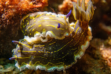 Sternschnecke im ionischen Meer