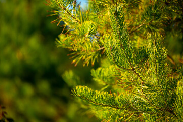 Fir branches close-up. Coniferous trees in the forest. Winter Christmas background. Christmas background, beautiful nature