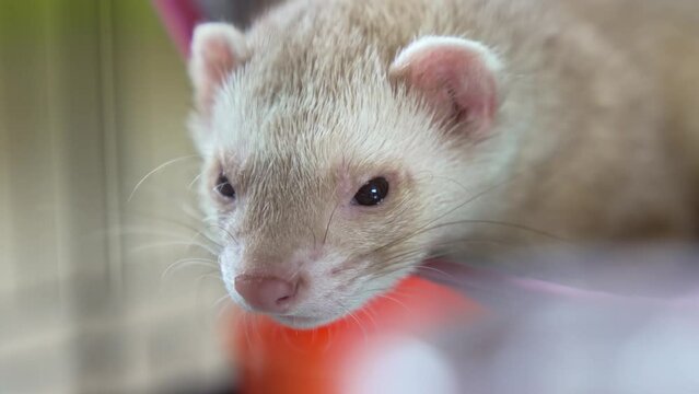 the domestic ferret in a hammock in a cage. unusual pets. food and accessories for rodents.