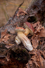 Pile of wild edible bay bolete known as imleria badia or boletus badius mushroom on old hemp in pine tree forest..