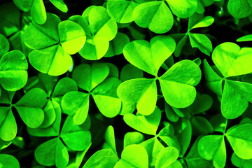 Background with green clover leaves for Saint Patrick's day. Shamrock.