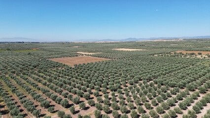 Olive trees in Olive Garden, drone view. Saruhanlı, Manisa, Turkey.