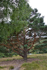 Tree in the Valley Büsenbachtal in the Heath Lüneburger Heide, Lower Saxony