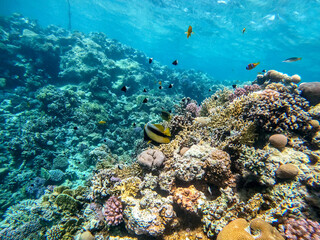 Fototapeta na wymiar Red Sea bannerfish (Heniochus intermedius) at coral reef..