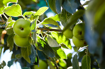 Ripe apples on a tree in a garden. Organic apples hanging from a tree branch in an apple orchard