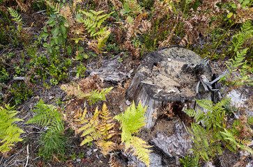 Fototapeta na wymiar Tree stump in a bright forest. Tree stump after deforestation