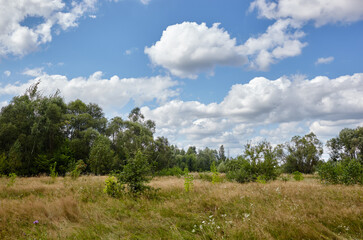 Fototapeta na wymiar Beautiful summer rural landscape. Meadow with trees and grass against the clouds sky