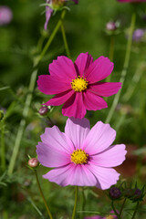 Obraz premium ピンクのコスモス