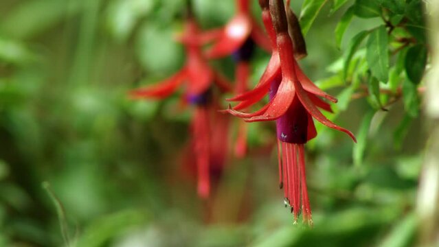 Close Up View Of Vibrant Hanging Fuchsia Magellanica In Garden. Locked Off