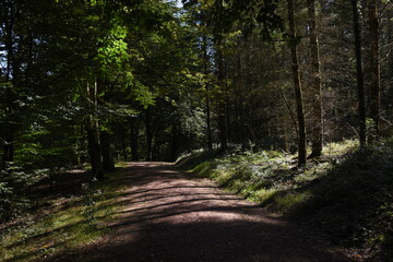 a walk through the forest of dean at the start of autumn