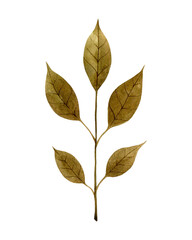 Green brown stylized watercolor leaf isolated on white background. Hand drawn botanical element