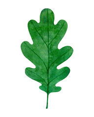 Green oak leaf isolated on a white background. Hand drawn watercolor botanical element. Single object illustration 