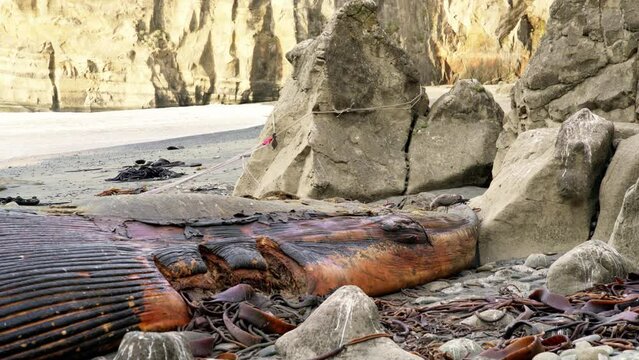 Wild Bird Eating Carcass Of Dead Whale Washed Ashore On Island Of Chiloe Near The Town Of Cucao. Locked Off