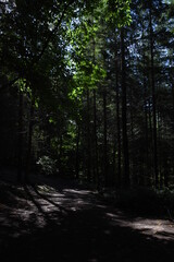a walk through the forest of dean at the start of autumn