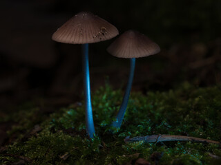 two filigree small mushrooms on moss with light spot in forest. Forest floor