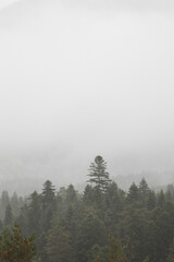 autumn and fog in the mountains. vertical photo. Photo wallpaper with mountain view, space for text