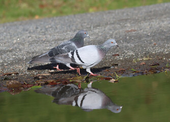 Piegon
