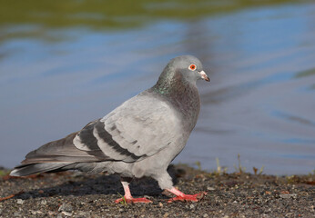 Obraz premium Piegon