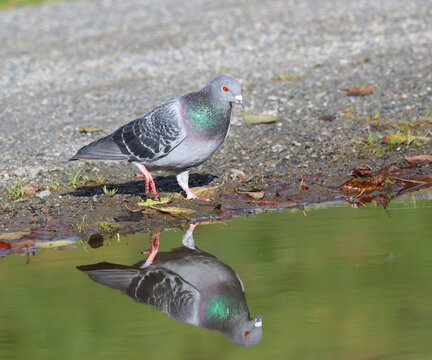 Piegon