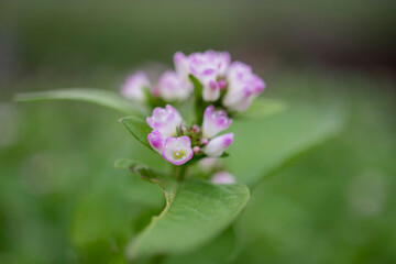 ミゾソバ（Polygonum thunbergii）の花をクローズアップ／タデ科