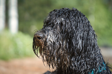 Portrait of a Goldendoodle dog. The dog is lying on the beach with wet curly