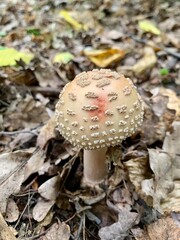 Mushroom landscape in the autumn forest. Mushrooms in autumn leaves. Edible mushroom. environmental photography